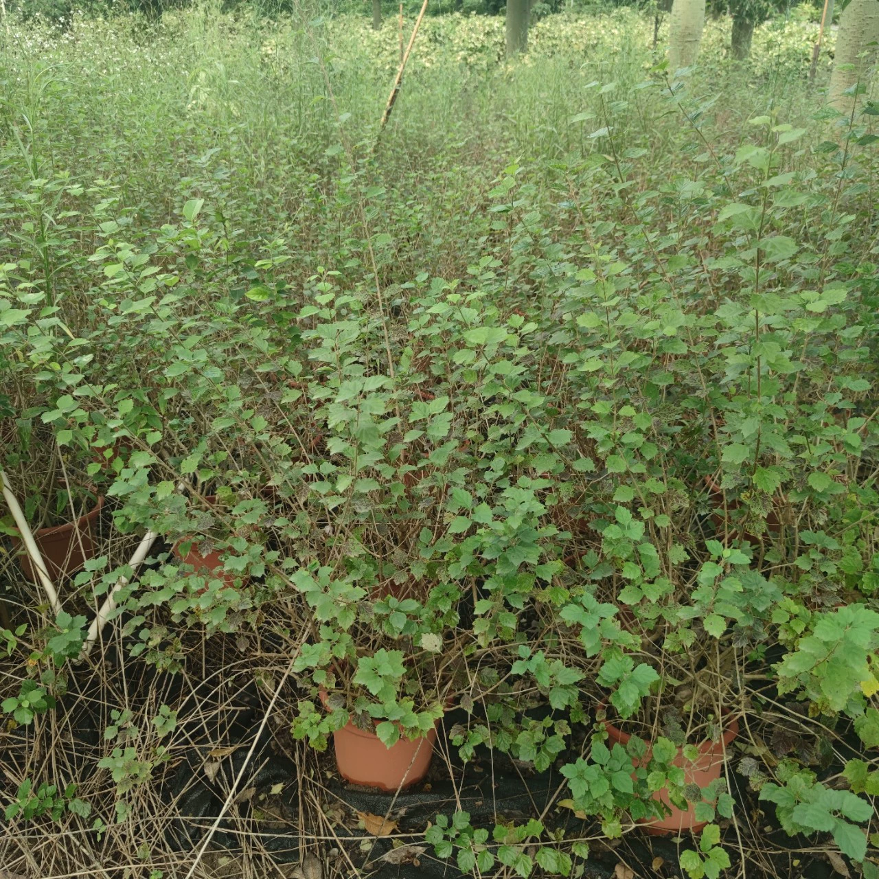 2311 садоводческая база оптовая поставка розовый бутон зимний красный 1-2 метра в горшечном мешке саженец садовый зеленый кустарник