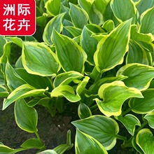 金边玉簪盆栽苗   花叶玉簪 紫花玉簪 工程玉簪花苗  山东基地大