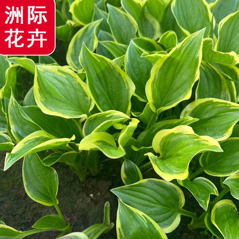 金边玉簪盆栽苗   花叶玉簪 紫花玉簪 工程玉簪花苗  山东基地大