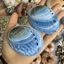 彩色蓝鲍鱼壳 新西兰鲍鱼壳绿鲍蓝色鲍鱼壳鼠尾草器具