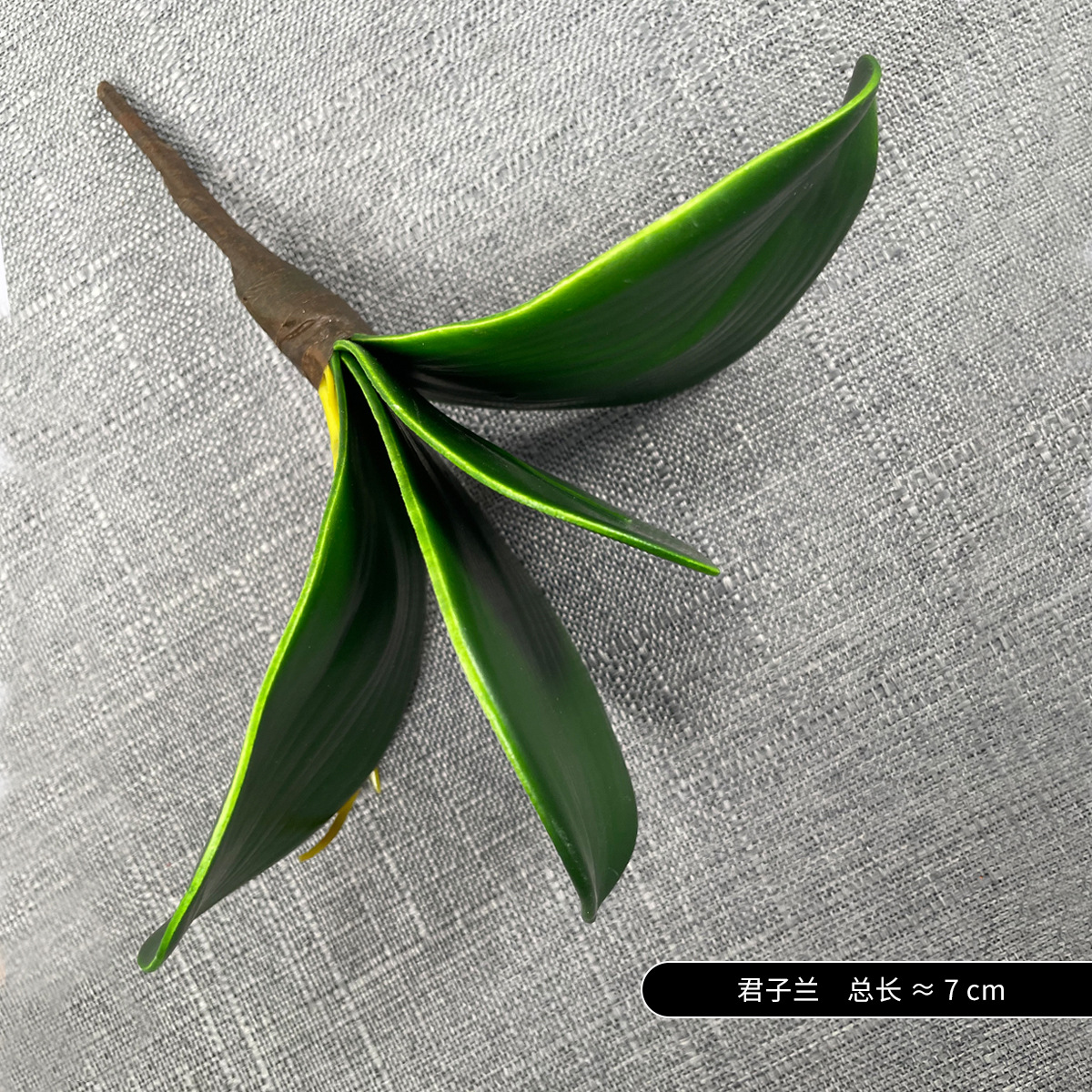 Pequeña hoja de Clivia de 4 hojas