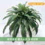 植物高仿真跨境蕨类摆件