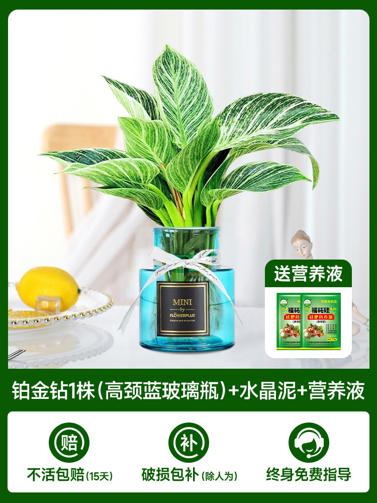 수경 백금 다이아몬드(하이넥 파란색 유리병) + 무료 크리스탈 머드 + 무료 영양액