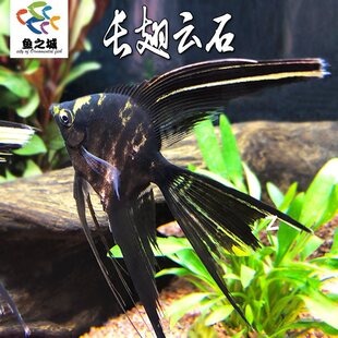�����~�L���ʯ�ɻ��~�������~������ɫ�Ꭷ�~�^�p�~��ˮ�߲�����