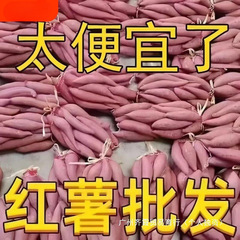 河南産新鮮な蜜芋、砂糖入りサツマイモ、4.5-5kg番芋農場、砂地で焼いたサツマイモ、油っぽい黄色の中心、柔らかくてもちもち