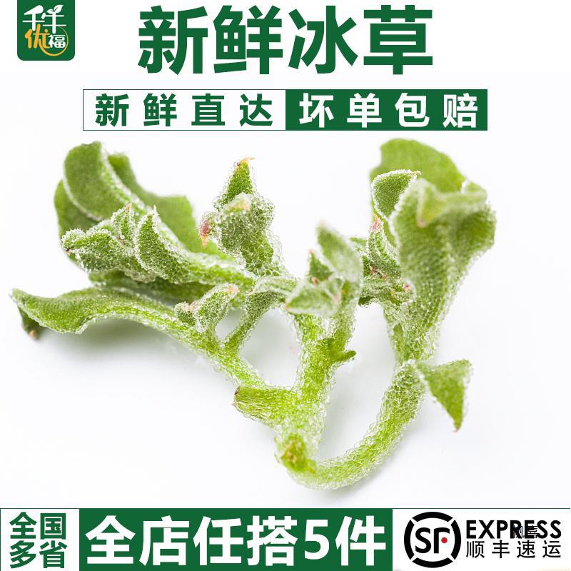 【千牛优福】新鲜冰草300g 冰菜非洲冰叶野菜沙拉蔬菜 凉拌冰草