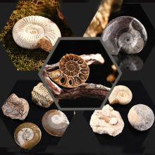 ���Ż�ʯ��ʯ�߲���Ӣ���ݲ����^���|�ƽ̘˱��YƷ��ͯä�жY��