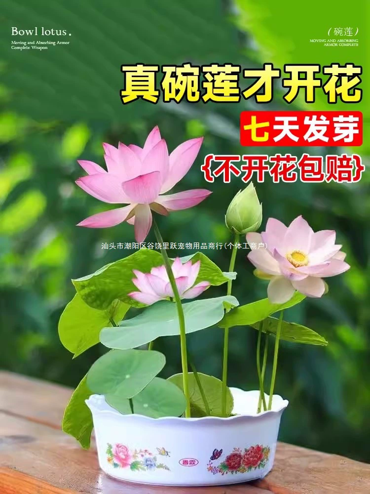 Гидропонная чаша, семена лотоса, четырехсезонные водные растения, водные растения лотоса, комнатные горшечные растения, семена травы с медными монетами, семена домашних животных