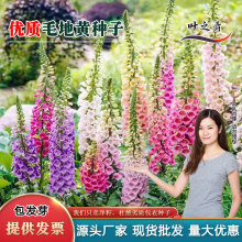 毛地黄种子指顶花吊钟花种籽可切花庭院花镜室内外阳台盆栽秋季播