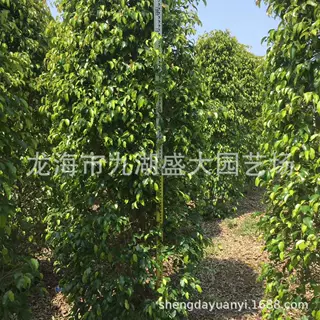 福建柱形垂叶榕价格 园林绿化行道树垂叶榕 漳州批发垂叶榕
