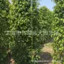 福建漳州园林柱形垂叶榕