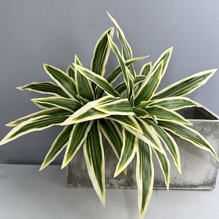 ����Gֲ20�~�����F���~���k�����bGɫֲ�����ľ���������m