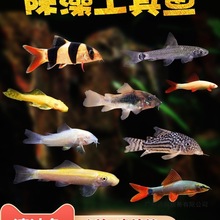 清道夫观赏鱼活体金苔鼠鱼缸清洁工具热带小型淡水老鼠鱼宠物