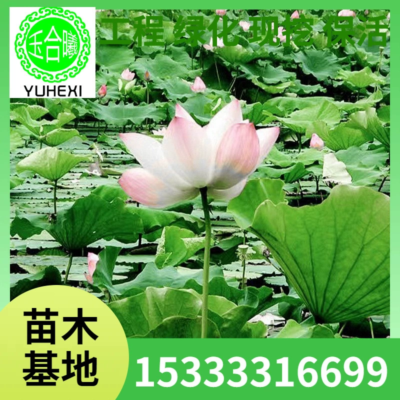 Рассада лотоса, гидропонные декоративные корни лотоса, горшечные пруды для водных рыб, водные растения, цветы, чаши для лотоса, водяные лилии