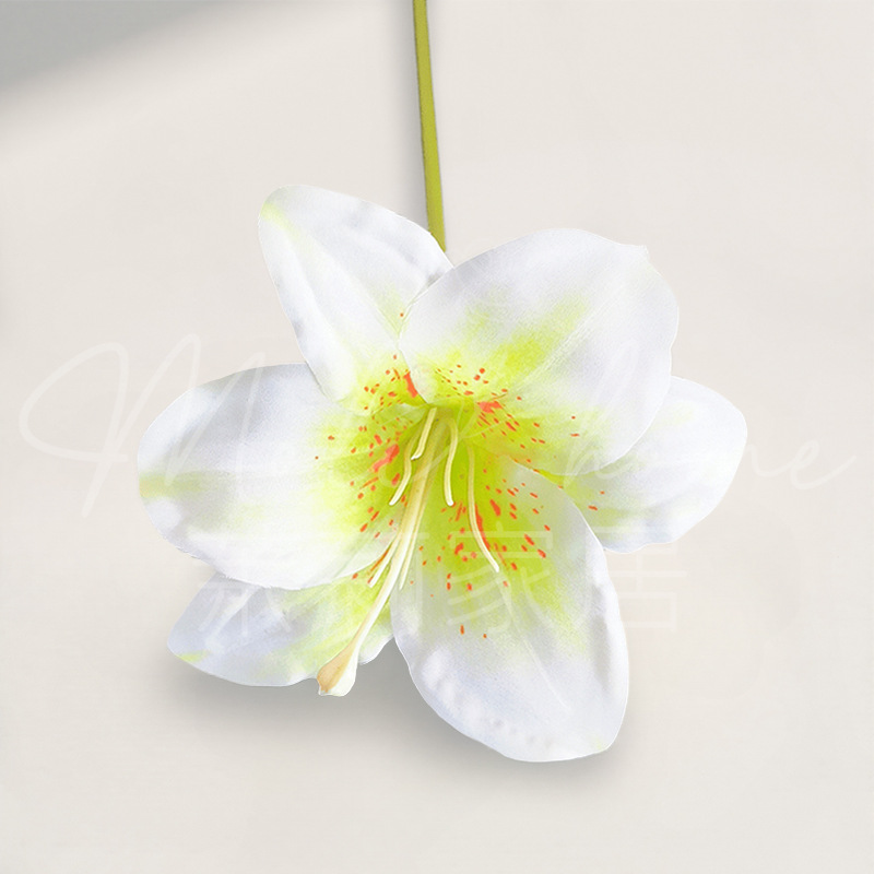 잎 녹색 - 단일 가지 Hemerocallis