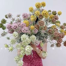 {軨N L܇Ȼϵ廨ҾbzӰμٻ