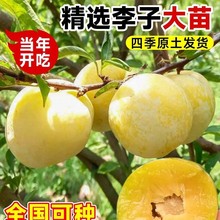 蜂糖李子树苗嫁接特大晚熟脱骨青脆李子果树苗南北方种三华李树苗