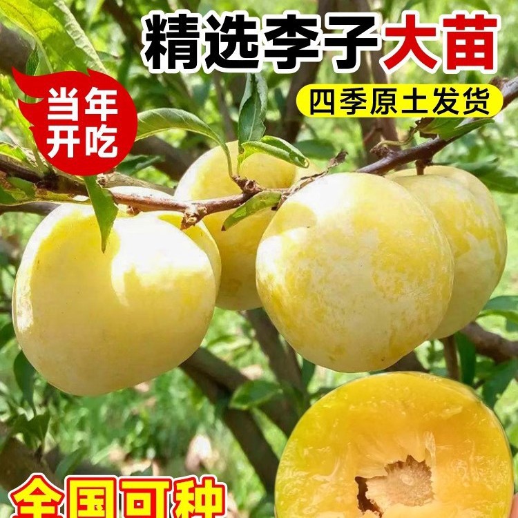 蜂糖李子树苗嫁接特大晚熟脱骨青脆李子果树苗南北方种三华李树苗