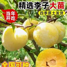 蜂糖李子树苗嫁接特大晚熟脱骨青脆李子果树苗南北方种三华李树苗