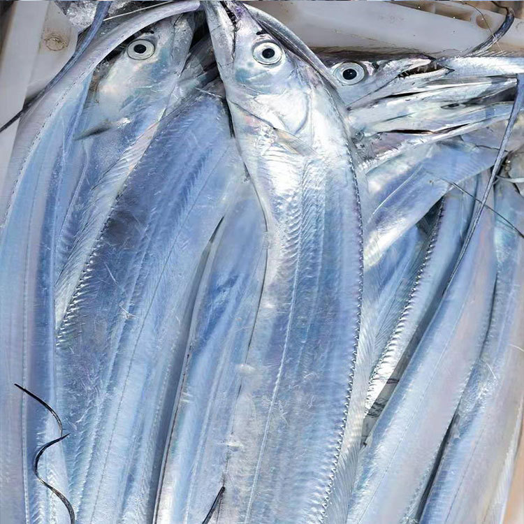 福建大带鱼整条鲜活速冻海钓白带鱼新鲜大白鱼厂家直发一件10斤