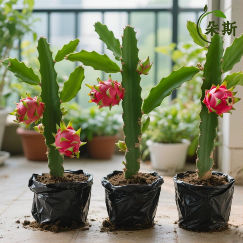 火龙果苗盆栽当年结果红心种植四季果树红肉大苗带果各种水果果苗