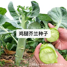 ���Ƚ��������Ӵ�о�������������������߲������������