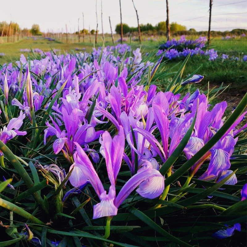 Ма Лиан Семя Новый Высокое Качество Ма Лиан Цветок Ирис Орхидея Фаленопсис Семена Холодной Устойчивости Соленой Щелочи Толерантности