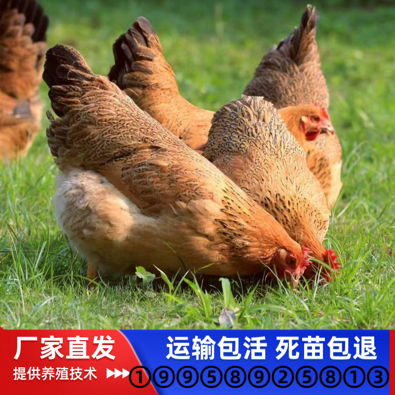 广西灵山土鸡苗混苗麻羽土鸡细脚黄脚桂香鸡绿壳蛋鸡散养本地鸡