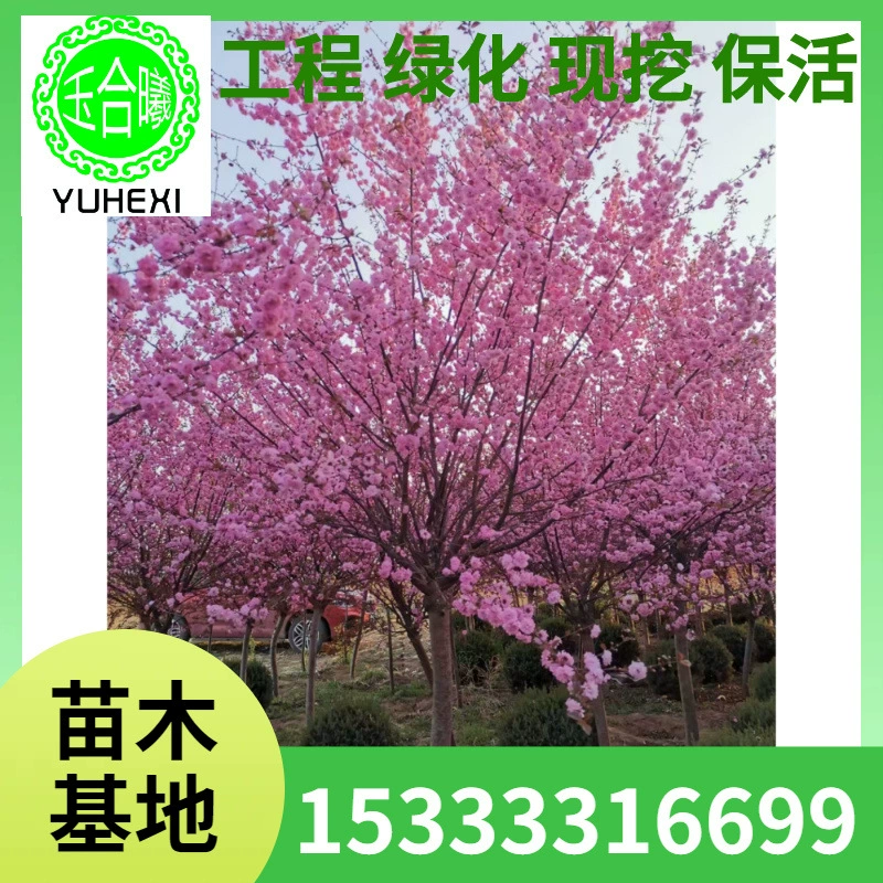 Прунус xiluensis двуцветковый кустарник Прунус xiluensis ландшафтный дизайн сада Прунус xiluensis шар Прунус xiluensis саженцы