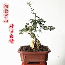 微型对节白蜡盆景小叶对接白蜡掌中宝盆栽室内绿植办公室阳台耐寒