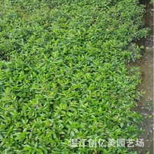 满天星苗木植物批发萼距花 红花满天星 园林绿化苗木供应