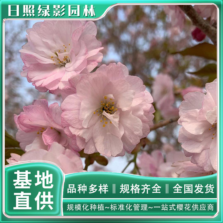 7152765227328178883 副本.jpg