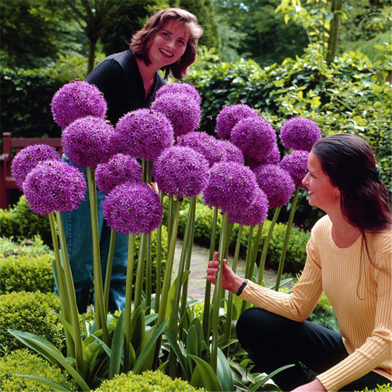 Flower onion breeding four seasons are easy to live cold tolerant…