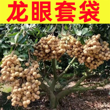 【厂家直发】桂圆龙眼套袋荔枝水果袋番荔枝专用育果防虫防晒套袋