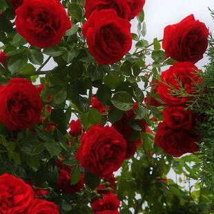 �����u��..���tõ�廨�N�Ӽtõ��N�Ӽtõ�廨���ļ��ɷNֲ���ܷN