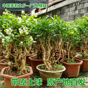 A generation of He Jia Jasmine Jasmine Potted Old Pile Bonsai Flower Seedling Tea Flowers Indoor Balcony Courtyard Flowers