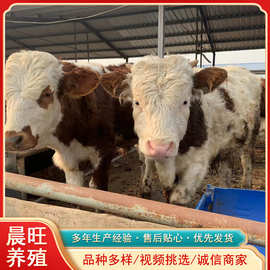 江西赣州鲁西黄牛犊哪里有卖的肉牛品种活体肉牛多少钱一斤牛犊价