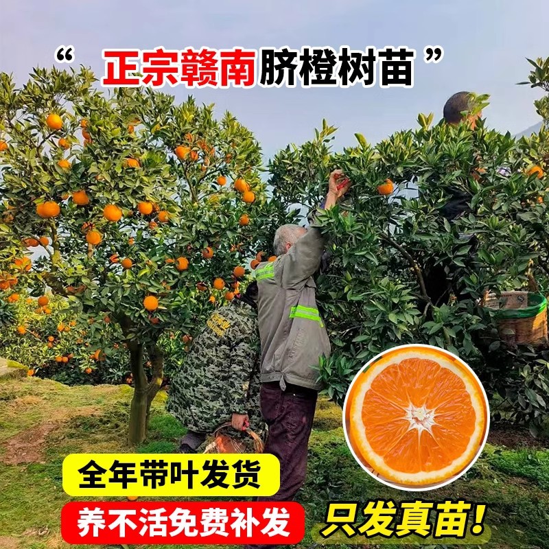 江西赣南脐橙苗嫁接纽荷尔橙子苗脐橙树苗果树苗地栽苗优质树苗