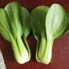 Vegetable seed rapeseed rapeseed chicken feathers, seeds, cabbage seeds, vegetable seeds wholesale vegetables