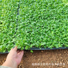 �����^�����ܻ������^  ������Ѩ�P�����С��ɫ�����Ի��ܻ���