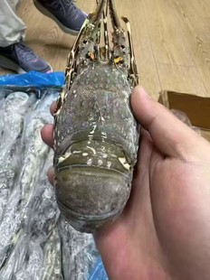 ���rС�����Ƶ�ʳ��������̼���������e