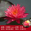 Big Water Lily Root Water Lily Hydroponic Plant Four Seasons Lotus Potted Planted Flower Flower Lotus Water Lily Root Living Room