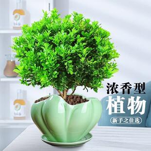 Perfume Milan Flower Potted Indoor Plant Blooms in All Seasons, Easy to Maintain, Mosquito Repellent Plant with Flower Buds, Old Stump Bonsai to Purify the Air