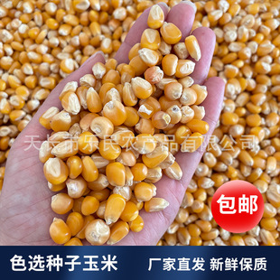 �n�����Z ɫ�x�N������50�� ����s�Zِ�������Bʳ�㽭������]