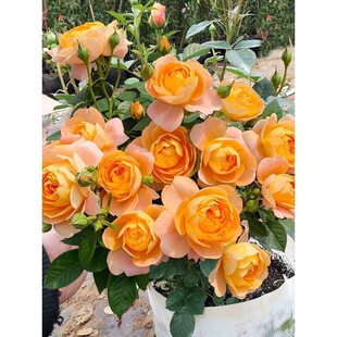 Juice Balcony Rose Flower Seedlings, Extra Large Flowers, Fragrant Four-Season Roses, Old Stump Potted Courtyard Flowers and Green Plants