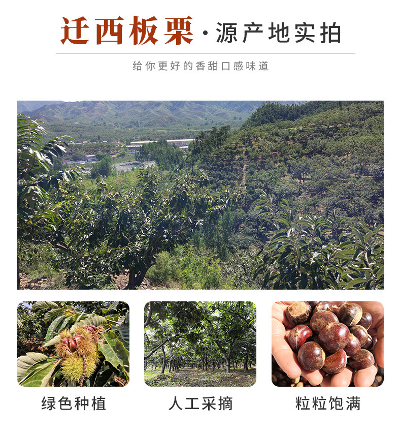 正宗迁西板栗,老树栗子河北迁西生鲜油栗批发,糖炒栗子香甜软糯板栗