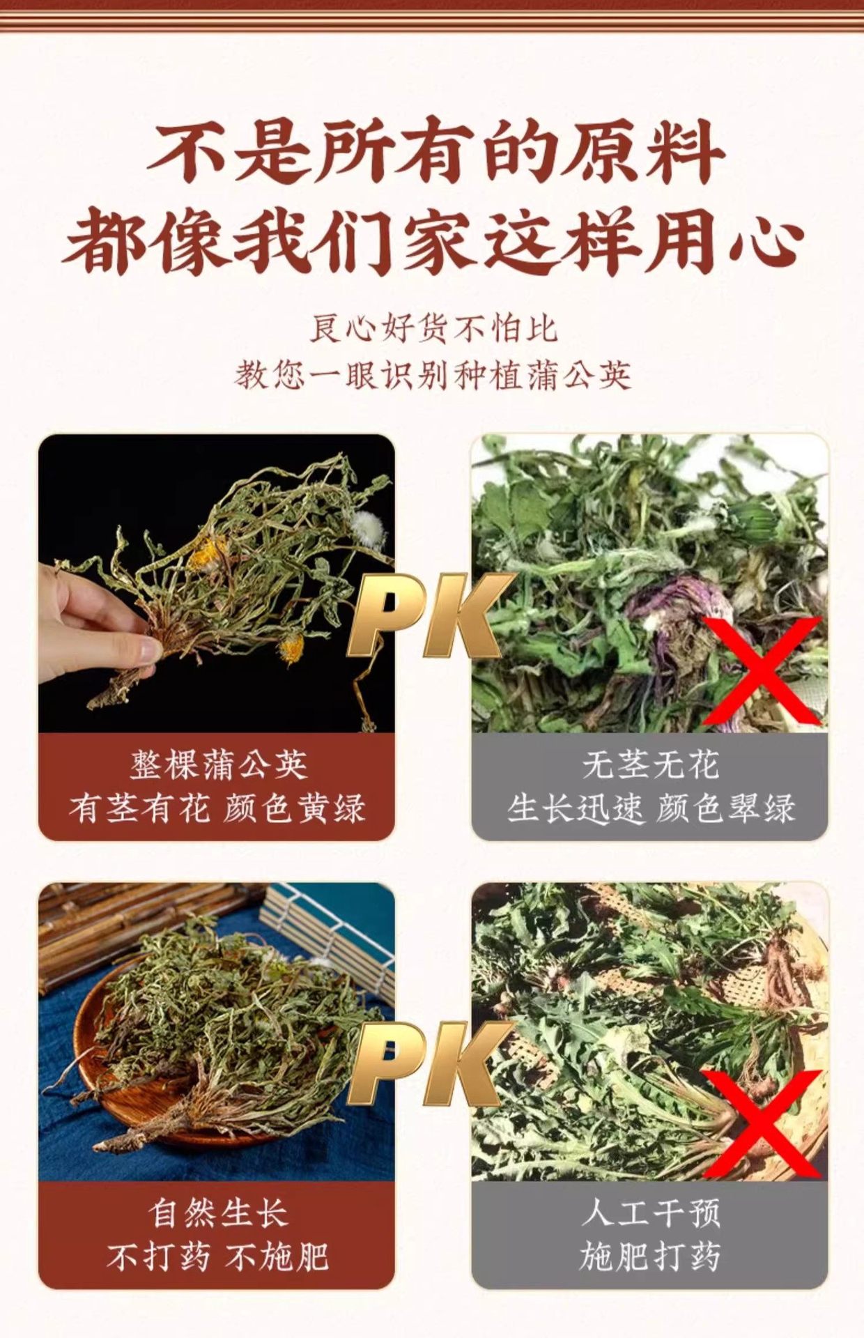 Dried Dandelion Root and Leaf Whole Plant 500g Wild-Harvested Pugongying Herbal Tea Ingredient quality and texture