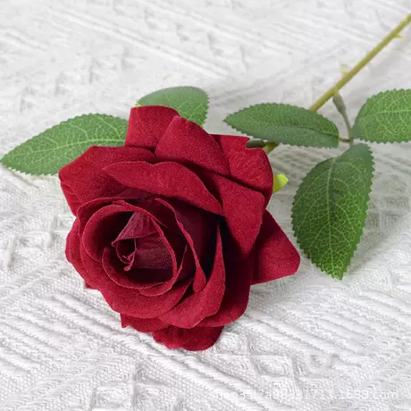 Velvet Corner Rose (wine red)