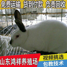 山东低价出售肉兔伊拉兔5斤种兔价格从优八点黑肉兔长势快产崽多
