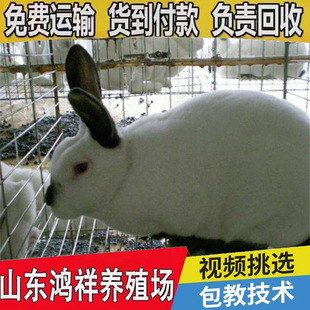 ɽ�|�̓r��������������5��N�Ãr��ă����c�������L�ݿ�a�̶�